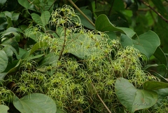 Ranunculaceae