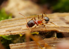 Pheidole