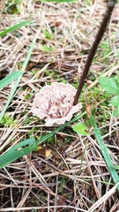 Thelephora terrestris