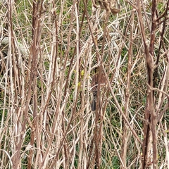 Agelasticus cyanopus