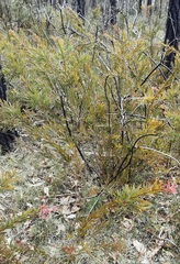 Melaleuca citrina