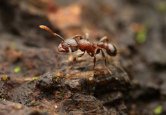 Tetramorium
