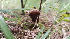 Thelephora terrestris