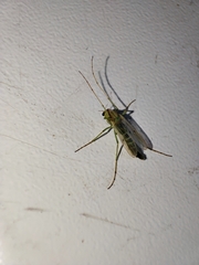 Chironomoidea