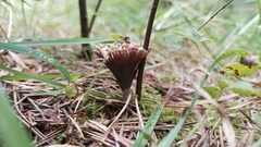 Thelephora terrestris