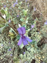 Dyschoriste rogersii