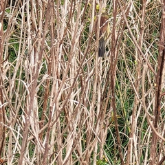 Agelasticus cyanopus