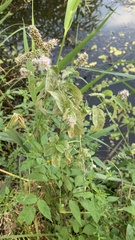 Mentha longifolia
