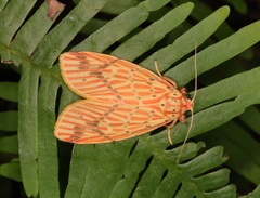 Barsine striata