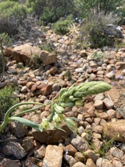 Albuca