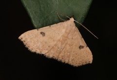 Corgatha trichogyia