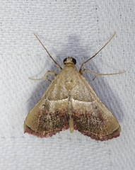 Endotricha repandalis