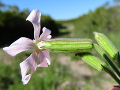 Silene rigens