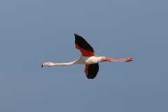 Phoenicopterus roseus