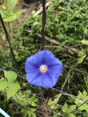 Ipomoea hederacea