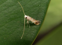 Gibbovalva singularis