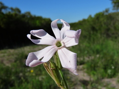 Silene rigens