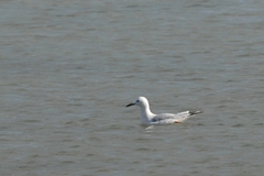 Chroicocephalus genei