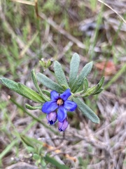 Halgania cyanea