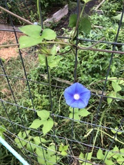 Ipomoea hederacea