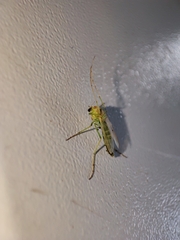 Chironomoidea