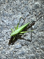 Neoconocephalus retusus