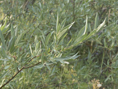 Salix jepsonii