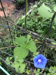 Ipomoea hederacea