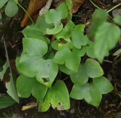 Hepatica nobilis