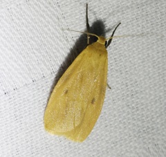 Paralithosia shaowuica