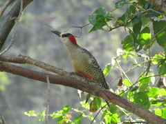 Melanerpes superciliaris