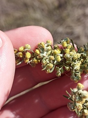 Artemisia pontica