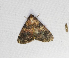 Salma camphorella