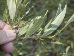 Salix jepsonii