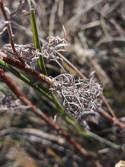 Artemisia pontica