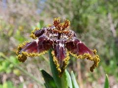 Ferraria crispa