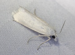 Scirpophaga