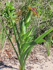 Ferraria crispa