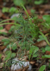 Galium