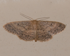 Idaea elaphrodes