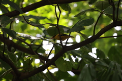 Oriolus chinensis