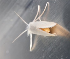Scirpophaga