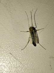 Chironomoidea