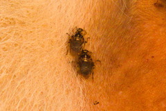 Hippoboscidae