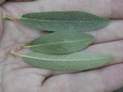 Salix jepsonii