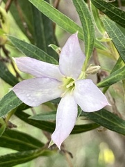 Billardiera cymosa