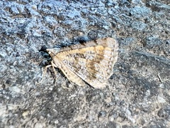 Digrammia ocellinata