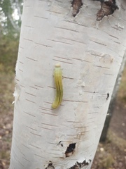 Cimbex femoratus