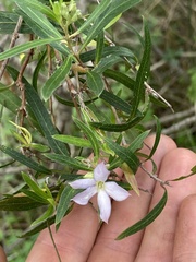 Billardiera cymosa