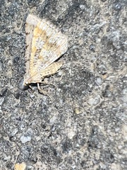 Digrammia ocellinata